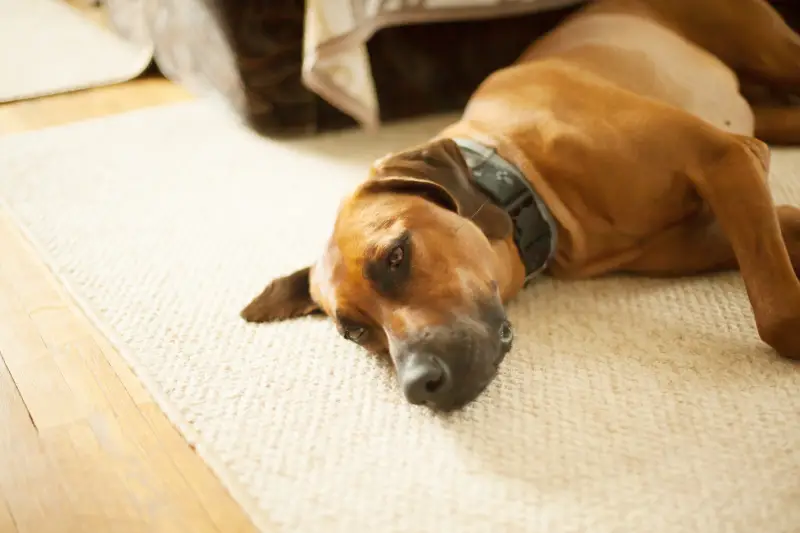domestic dog laying in the hallway on the floor